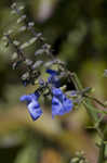 Azure blue sage